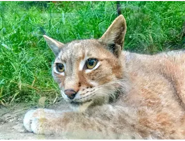 Zoo de Santillana  (5).webp